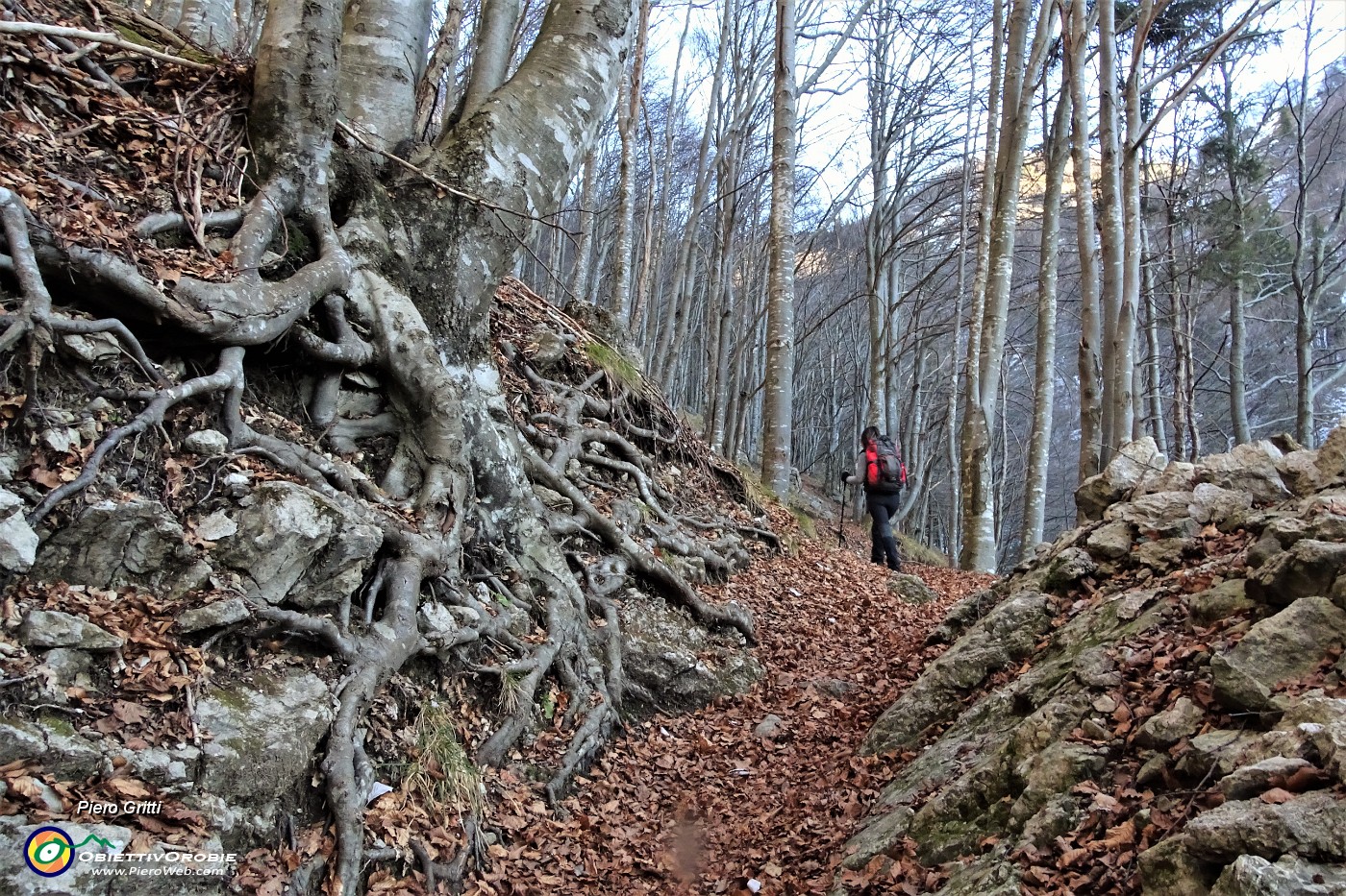 22 Prevalenza di faggeta...ben radicata a vista !.JPG